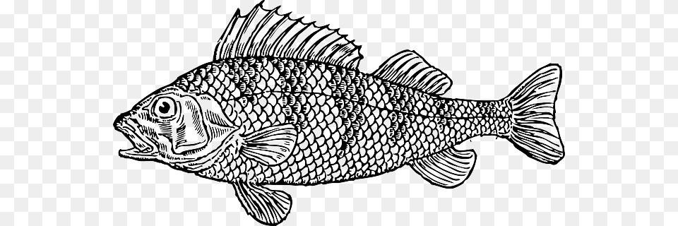Svg Stock Water Cartoon Bass Fish Illustration Fish Clipart Black And White, Animal, Sea Life, Perch Free Transparent Png