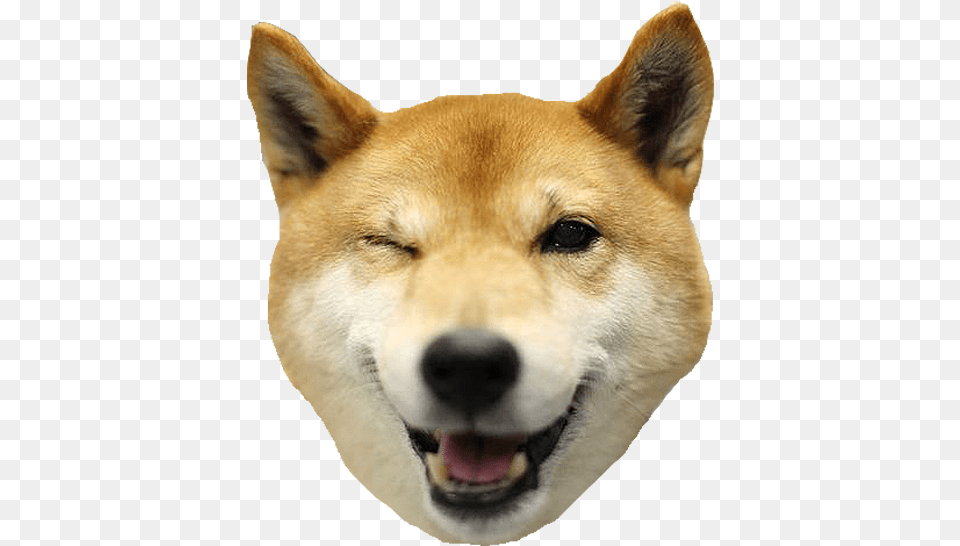 Svg Transparent Download Dog S By Seng Hoong Lim Dogs Shiba Inu Head, Animal, Canine, Husky, Mammal Free Png