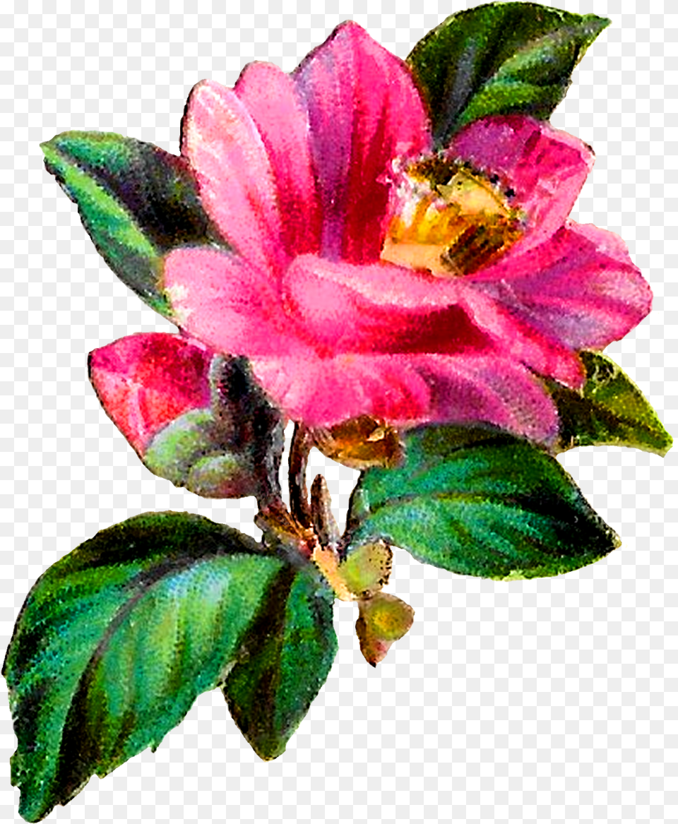Svg Transparent Library Antique Images Flower Transfer Camellia, Plant, Sprout, Anther, Bud Png