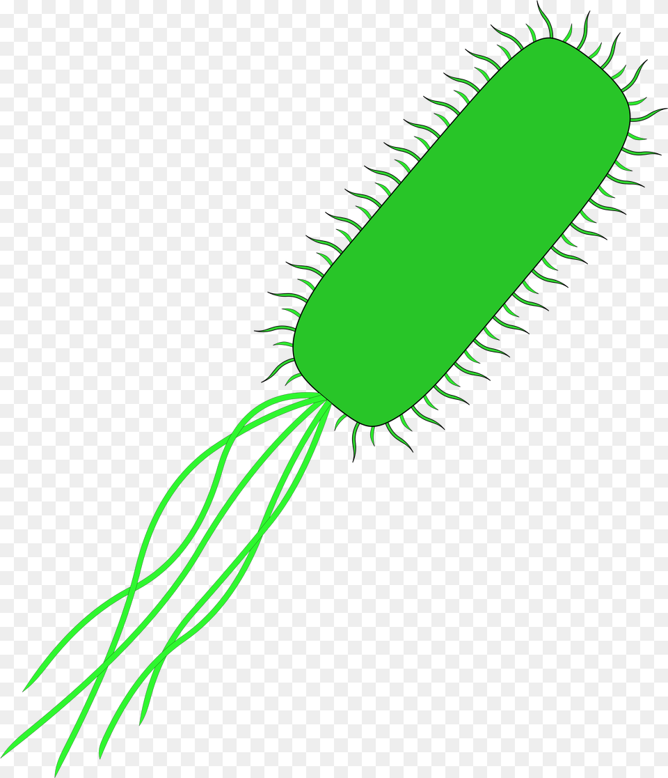 Svg Transparent Stock Bacteria Transparent E Coli, Blade, Dagger, Knife, Weapon Png Image