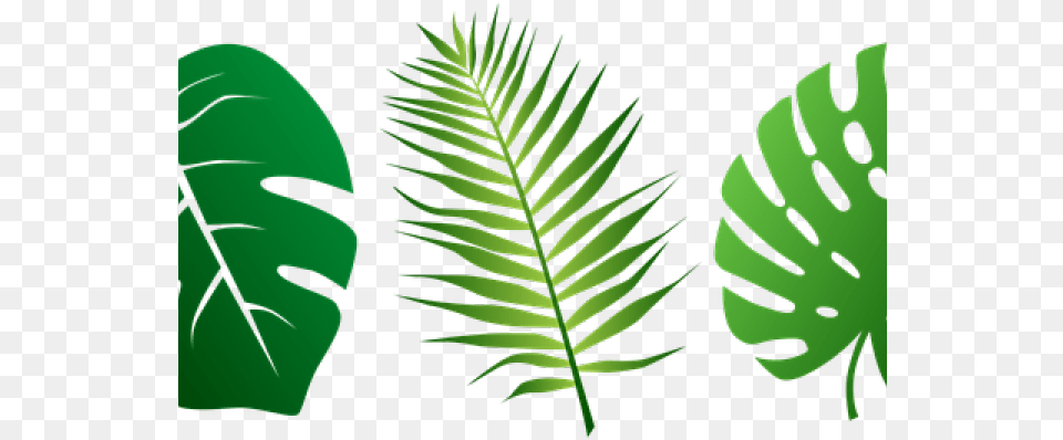 Svg Tropical Leaf, Fern, Plant, Vegetation, Green Free Transparent Png