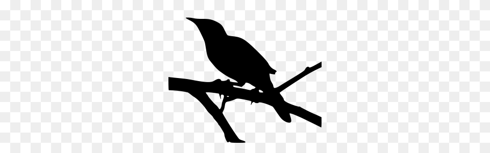 Svgdnmockingbird In Silhouette, Gray Png Image