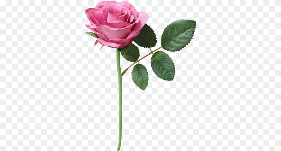Svu Dead Girls Garden Roses, Flower, Petal, Plant, Rose Png