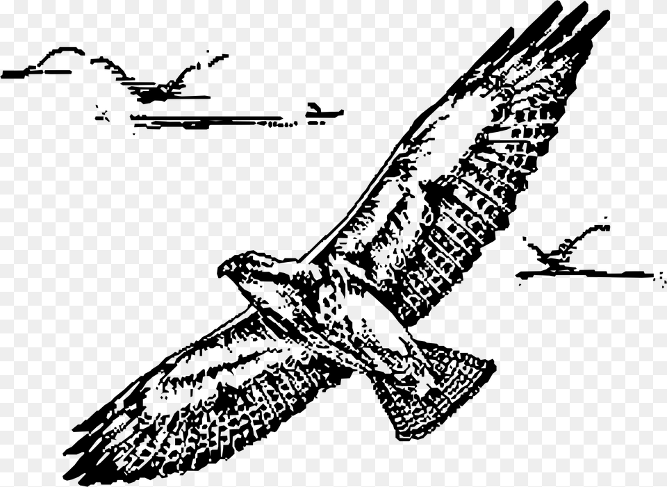 Swainsion Hawk In Flight Clip Arts, Gray Free Png Download