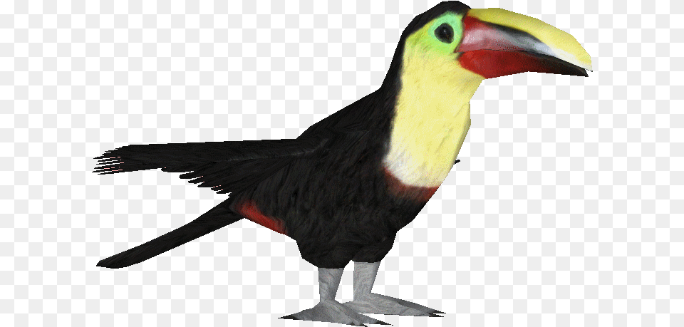 Swaisontoucanmaks Toucan, Animal, Beak, Bird Free Png Download