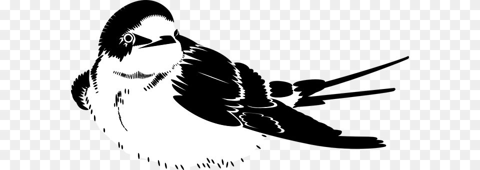 Swallow Stencil, Animal, Bird, Face Free Png Download