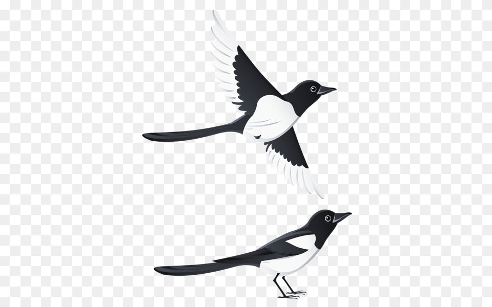 Swallow, Animal, Bird, Magpie Free Png Download