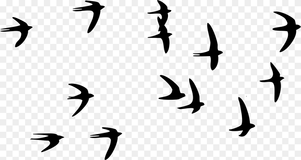 Swallow, Gray Free Transparent Png