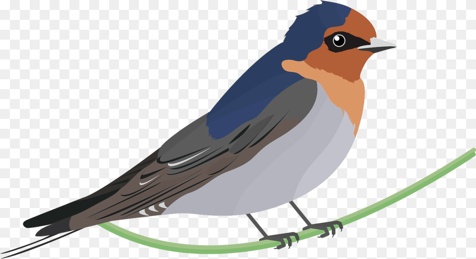 Swallow, Animal, Bird Png Image
