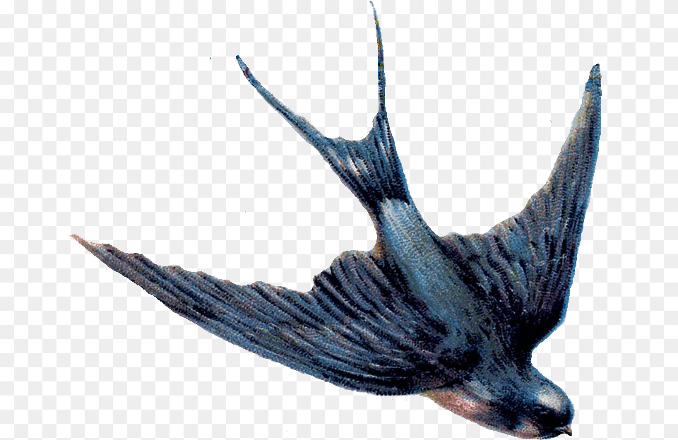 Swallow, Animal, Sea Life, Person, Fish Png Image