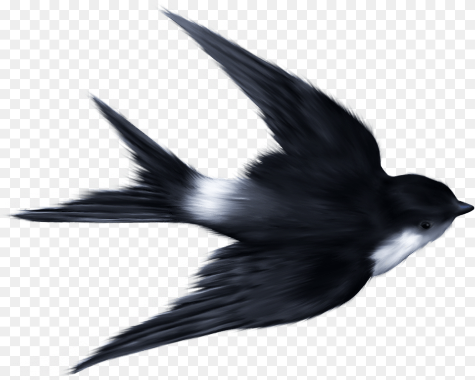 Swallow, Animal, Bird, Blackbird, Flying Png
