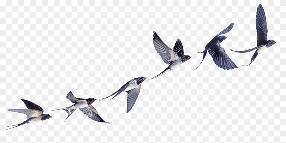 Swallow, Animal, Bird, Flying Png Image