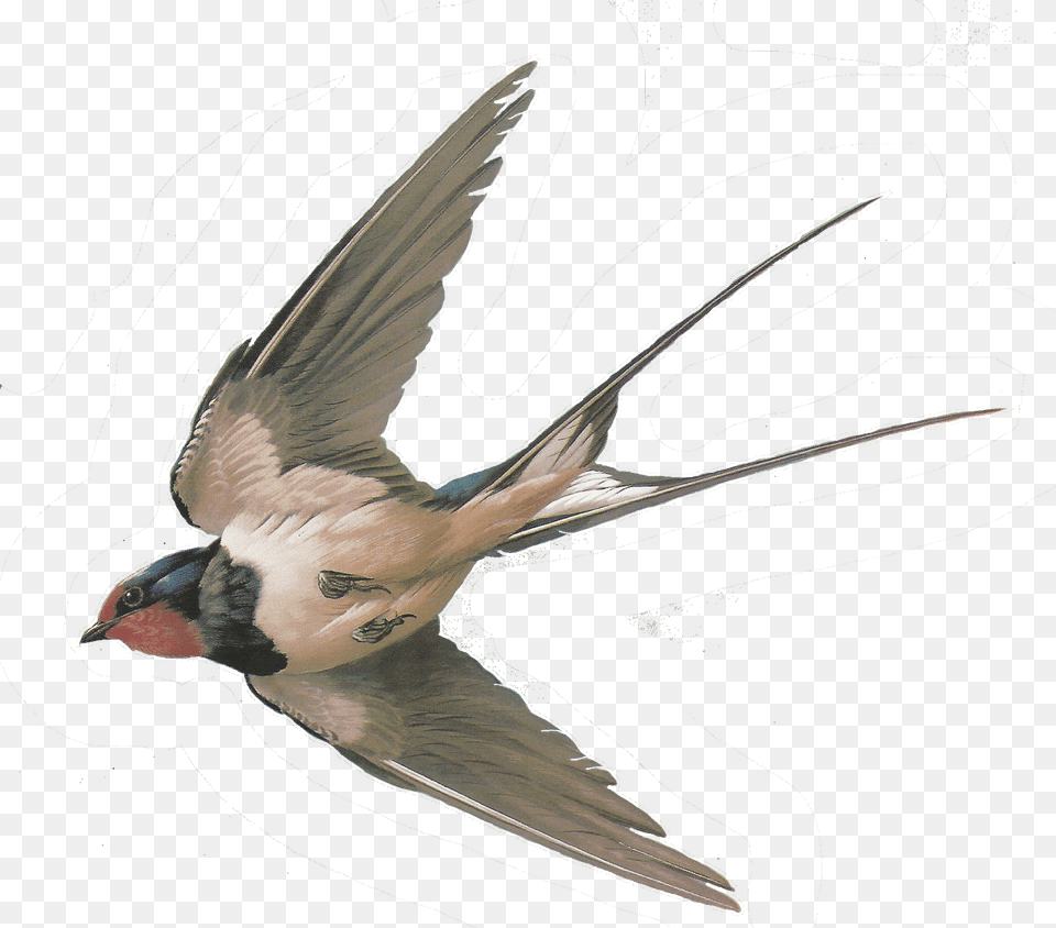 Swallow, Animal, Beak, Bird, Flying Png Image