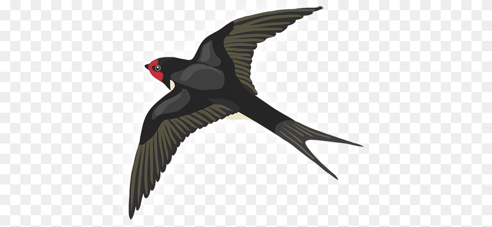 Swallow, Animal, Bird Png