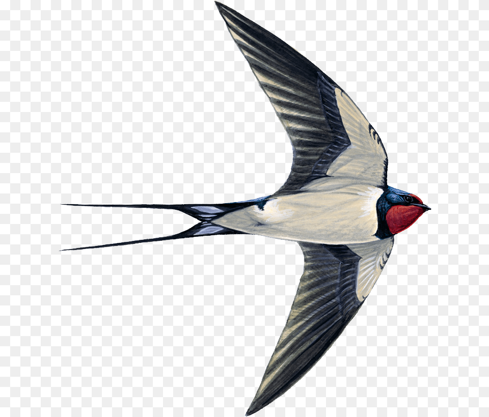 Swallow, Animal, Bird, Flying Free Png Download