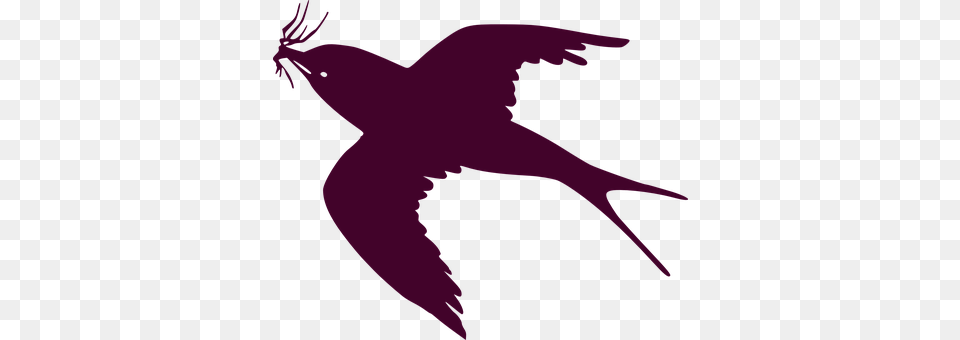Swallow Animal, Bird, Flying, Purple Png Image
