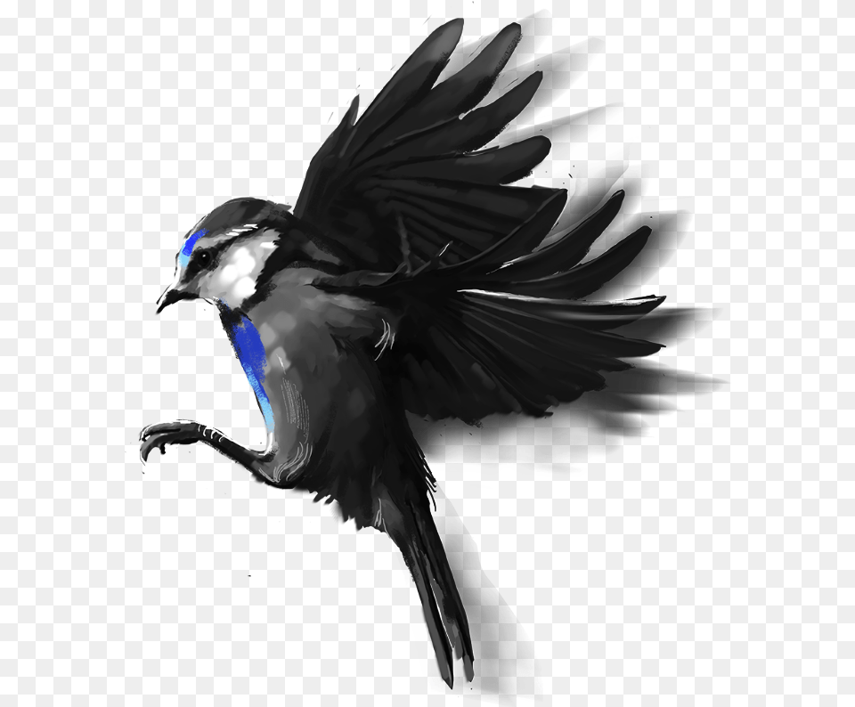 Swallow, Animal, Bird, Jay, Adult Free Png Download