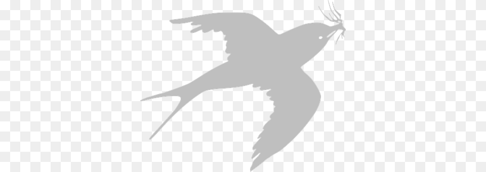 Swallow Animal, Bird, Flying, Silhouette Png Image