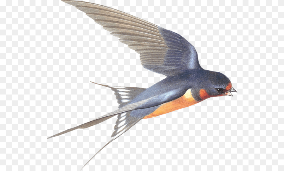 Swallow, Animal, Bird, Flying Free Transparent Png