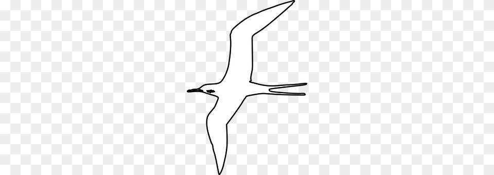 Swallow Animal, Beak, Bird, Flying Free Png