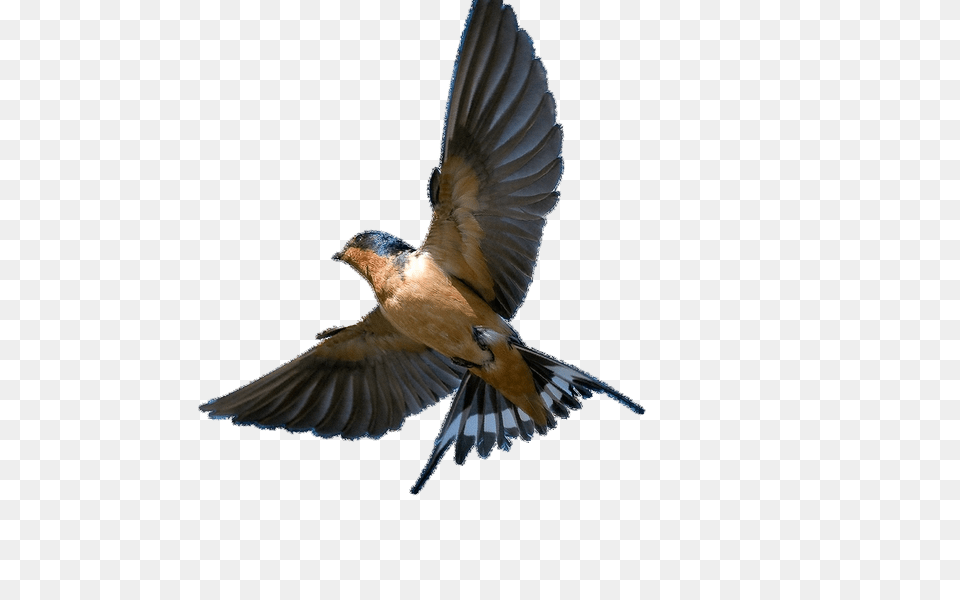Swallow, Animal, Bird, Jay, Flying Png