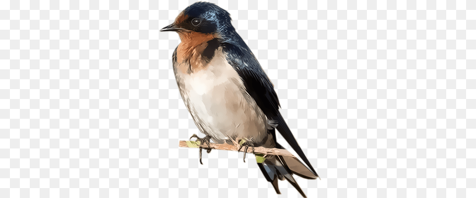 Swallow, Animal, Bird, Jay Png
