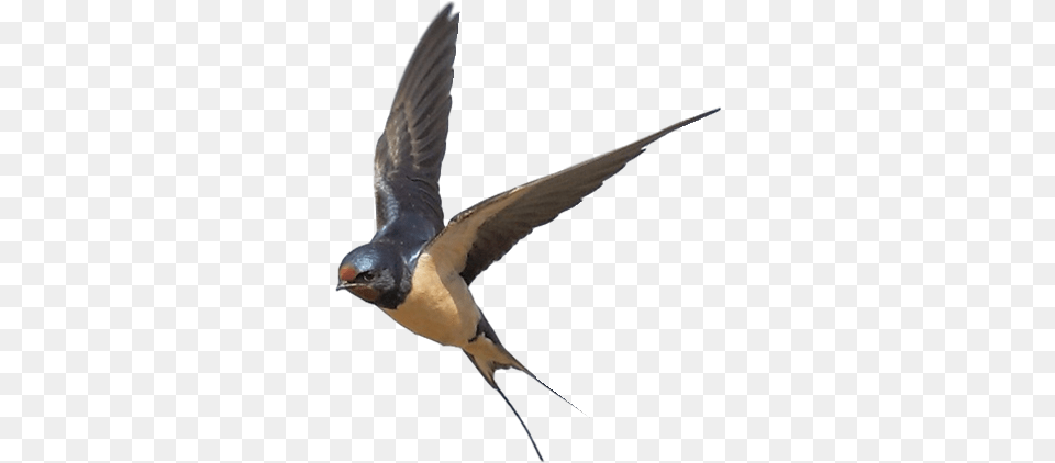Swallow, Animal, Bird, Flying Png Image