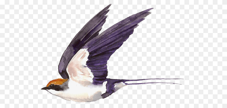 Swallow, Animal, Bird, Flying, Fish Png