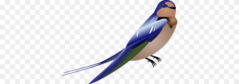 Swallow Animal, Bird Free Png