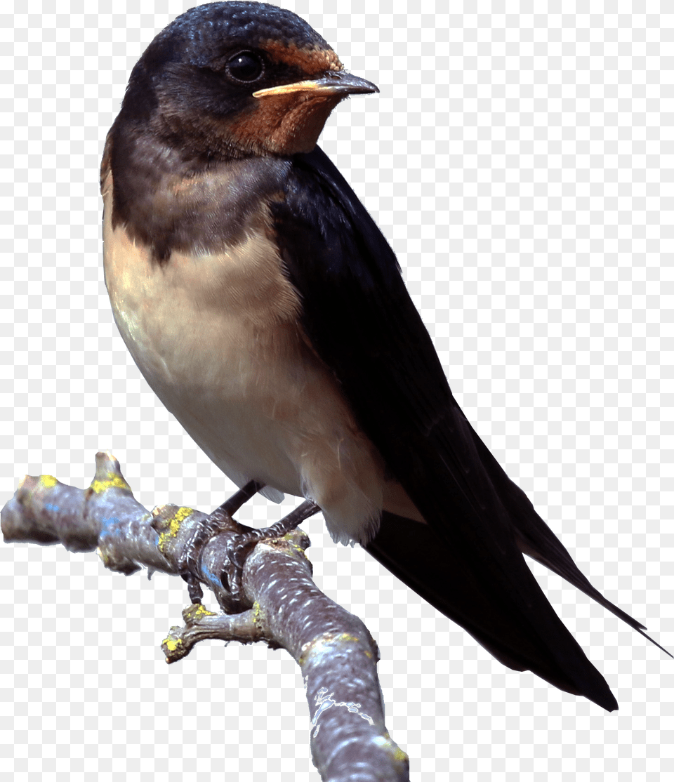Swallow, Animal, Bird, Blackbird Free Transparent Png