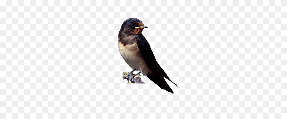 Swallow, Animal, Bird Png