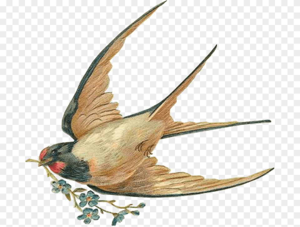 Swallow, Animal, Bird, Finch, Fish Free Png