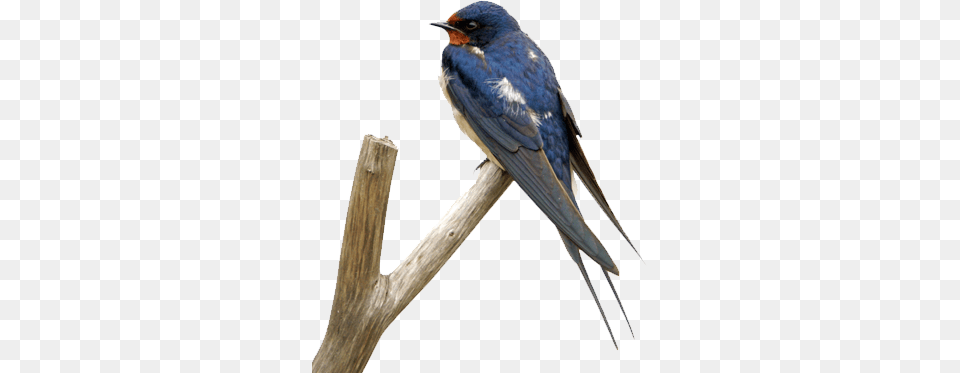 Swallow, Animal, Bird Free Transparent Png