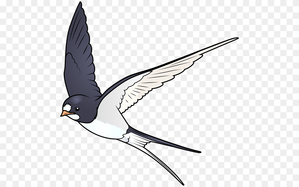 Swallow, Animal, Bird, Flying, Beak Free Png