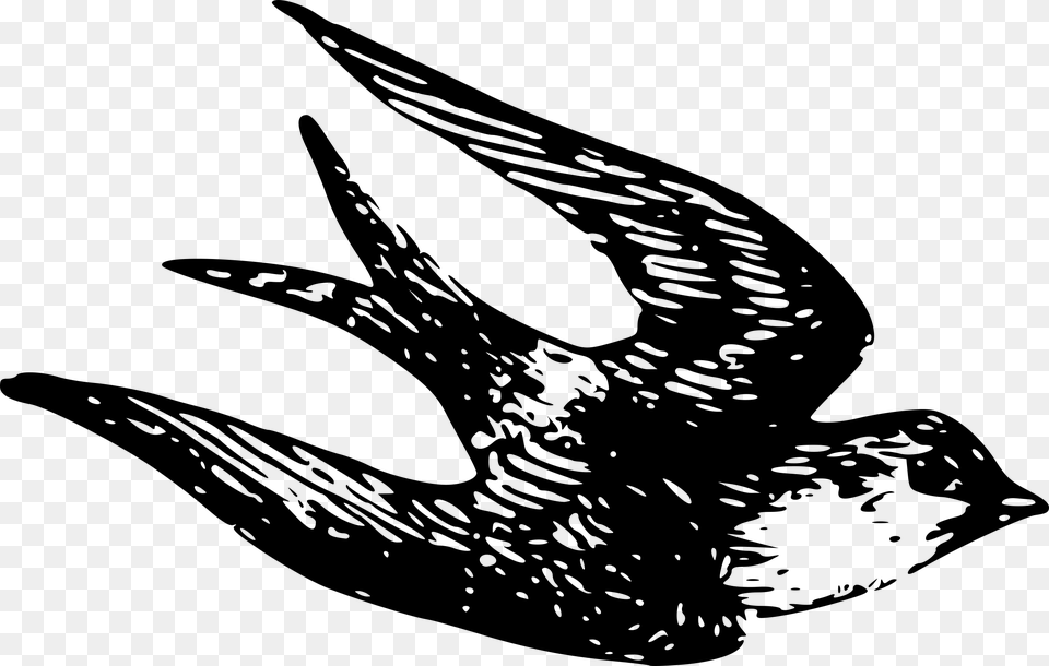 Swallow, Gray Free Png
