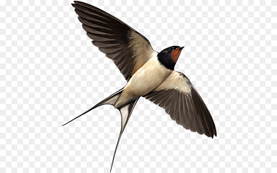 Swallow Bird Food Swallow, Animal, Flying Free Png Download