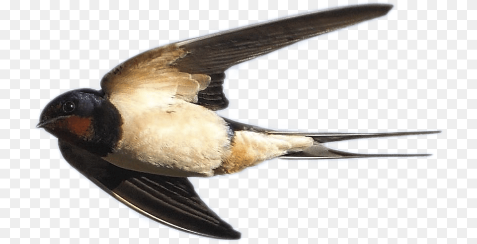 Swallow European Swallow, Animal, Bird Free Transparent Png