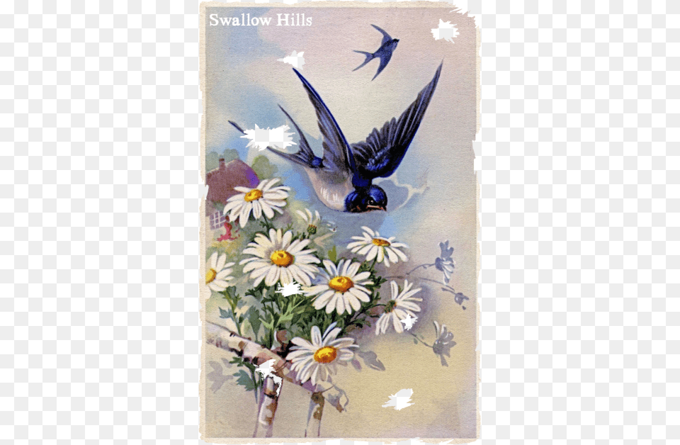 Swallow Hills Flag Birds Design Vintage, Plant, Flower, Daisy, Aircraft Png Image
