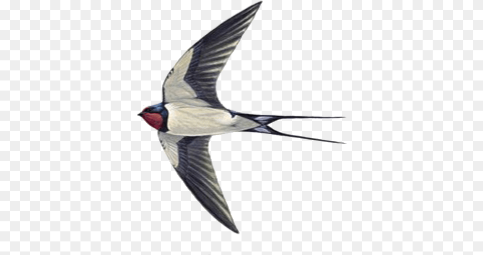 Swallow Tattoo Sparrow Helicopter Sparrow And Swallow Difference, Animal, Bird, Shark, Fish Free Transparent Png