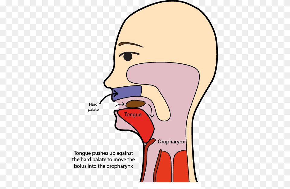 Swallowing, Body Part, Face, Head, Neck Png