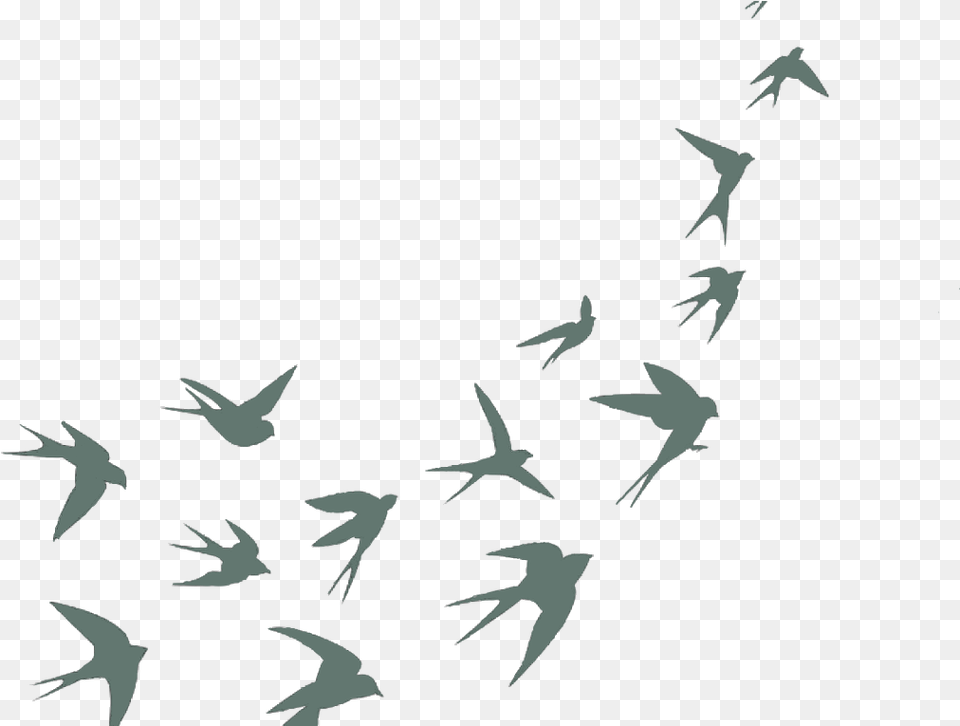 Swallows Silhouette, Animal, Bird, Flock, Flying Free Png