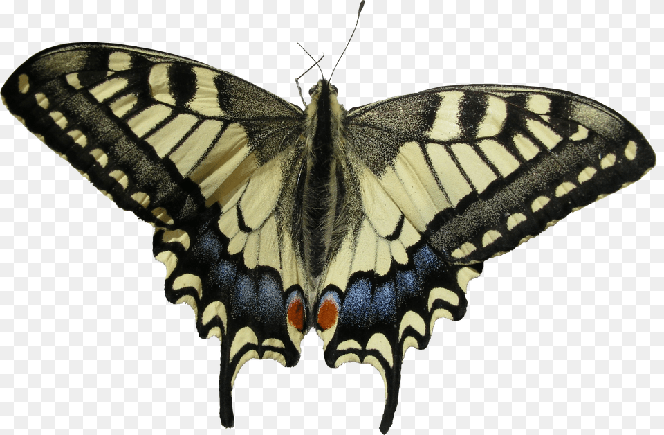 Swallowtail Butterfly, Animal, Insect, Invertebrate, Moth Free Transparent Png