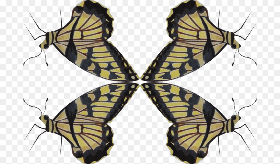Swallowtail Butterfly, Animal, Insect, Invertebrate, Person Free Transparent Png