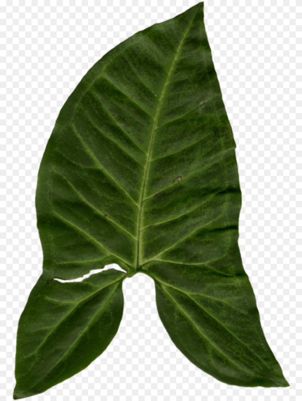 Swamp Chestnut Oak Beech, Leaf, Plant Free Png