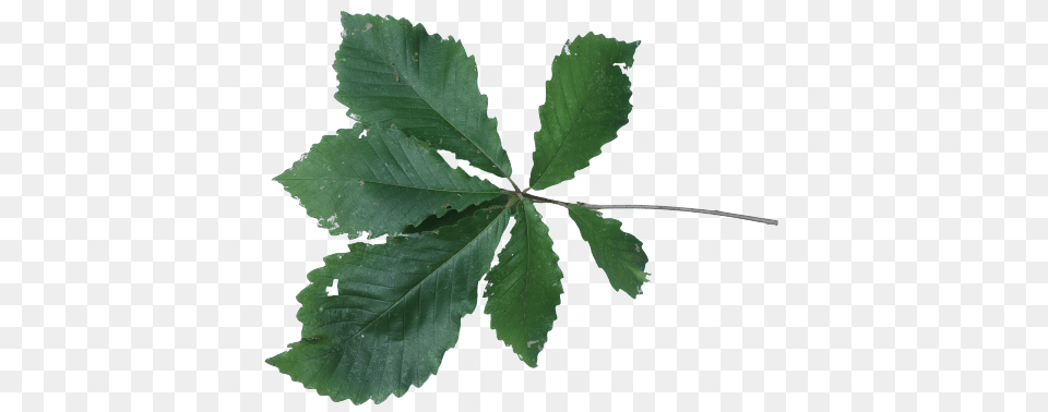 Swamp Chestnut Oak Friends Of The Louisiana State Arboretum, Leaf, Plant, Tree Free Png Download