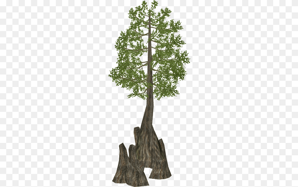 Swamp Cypress Bald Cypress Tree Clipart, Conifer, Plant, Tree Trunk, Land Free Transparent Png