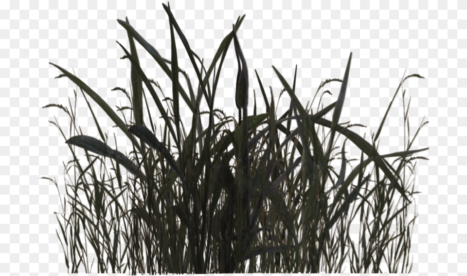 Swamp Grass 01 By Pluspng Plantas De Pantanos, Plant, Vegetation, Reed, Agropyron Png Image