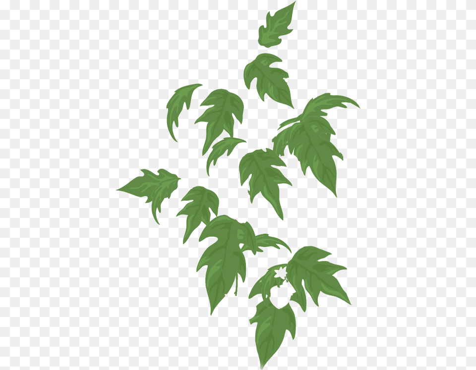 Swamp Maple, Leaf, Plant, Tree, Green Free Transparent Png