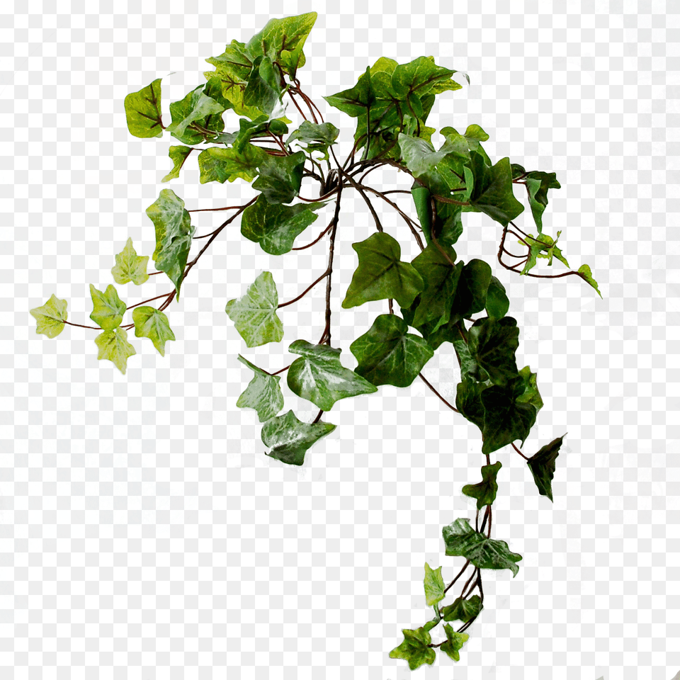 Swamp Maple, Leaf, Plant, Vine, Ivy Png Image