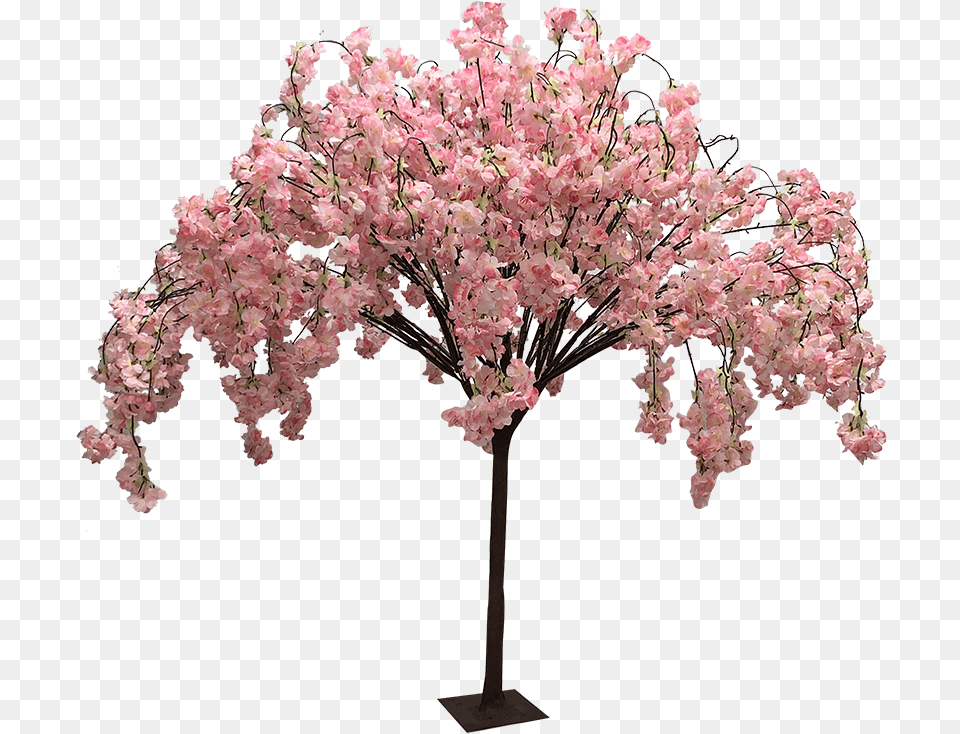 Swamp Maple, Flower, Plant, Cherry Blossom Free Transparent Png